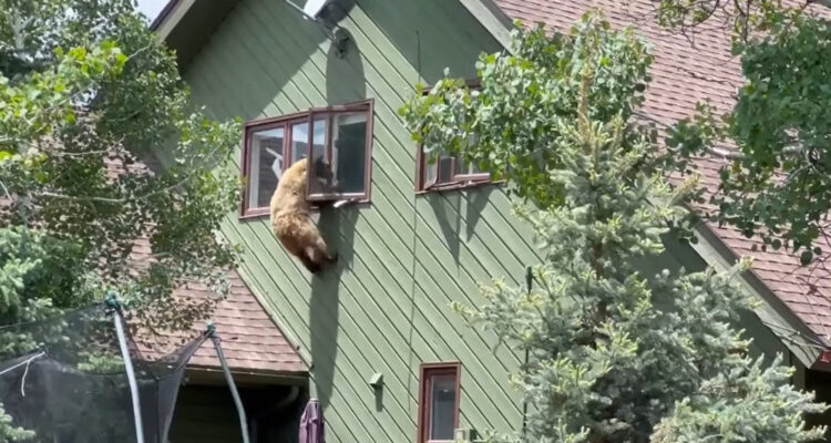 medvjed ulazi u kuću