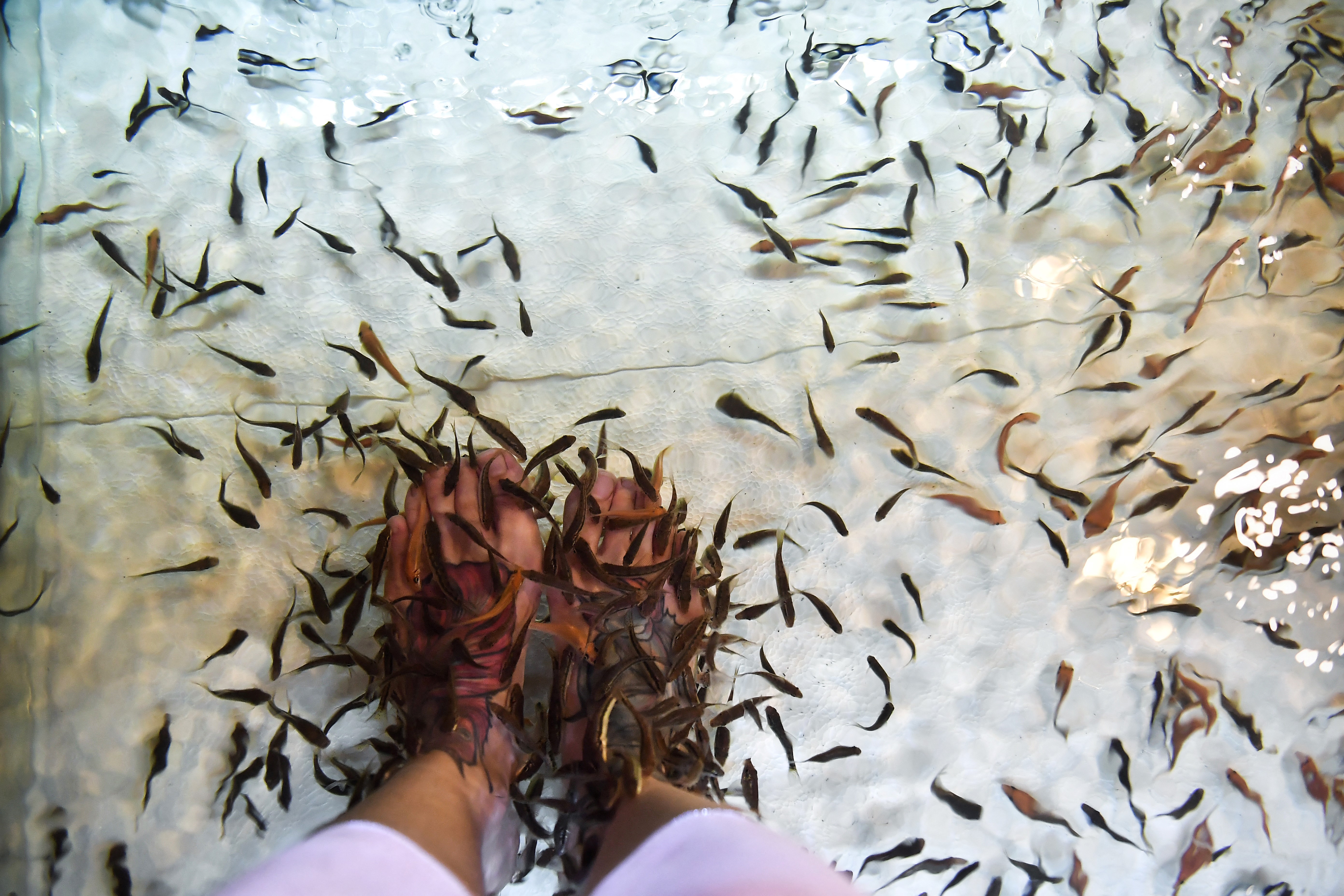 pedikura, ribe, ribice