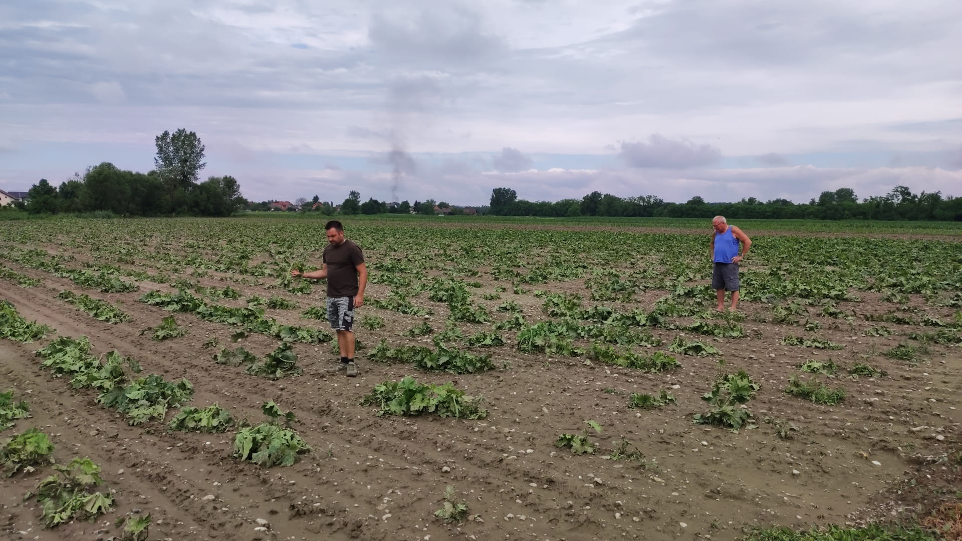 bundeve, uništeno povrće