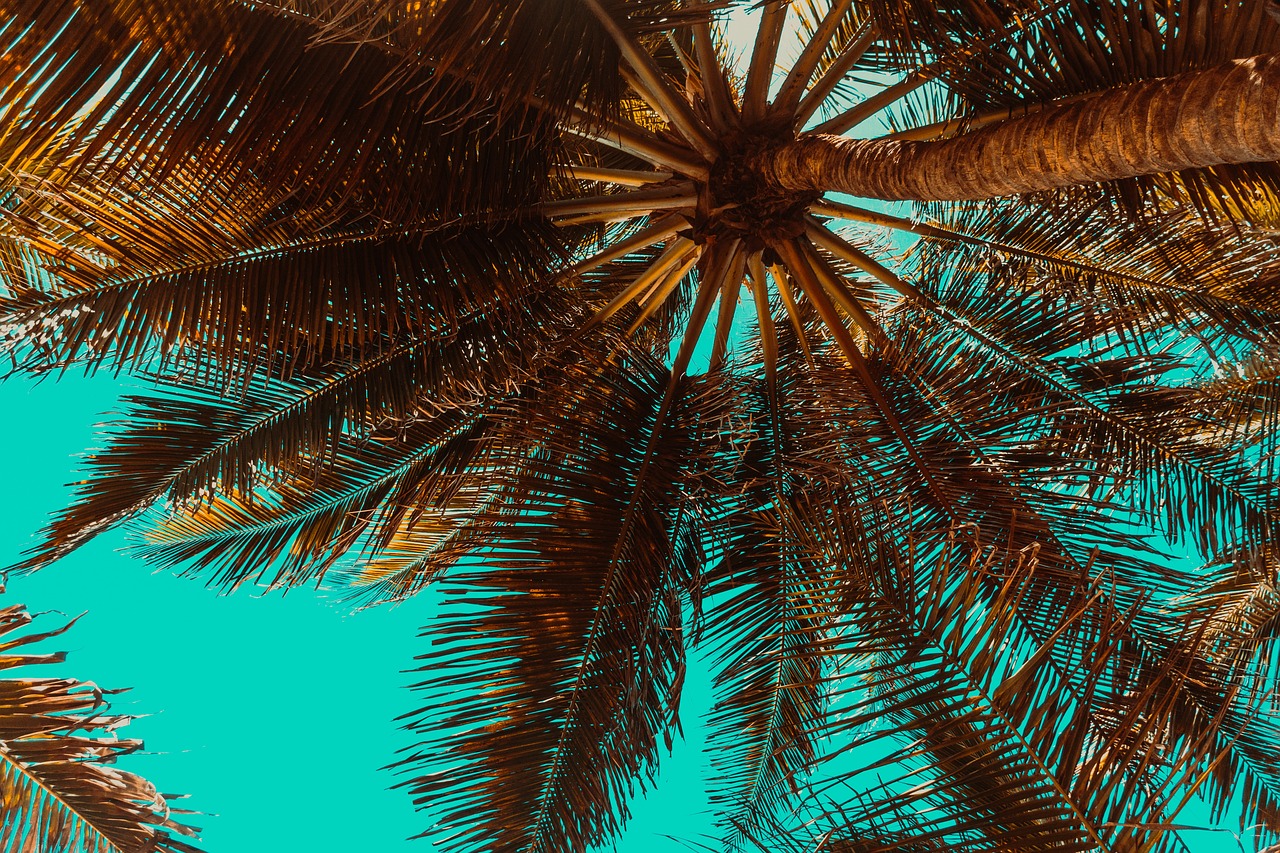 palm-trees-3619180_1280