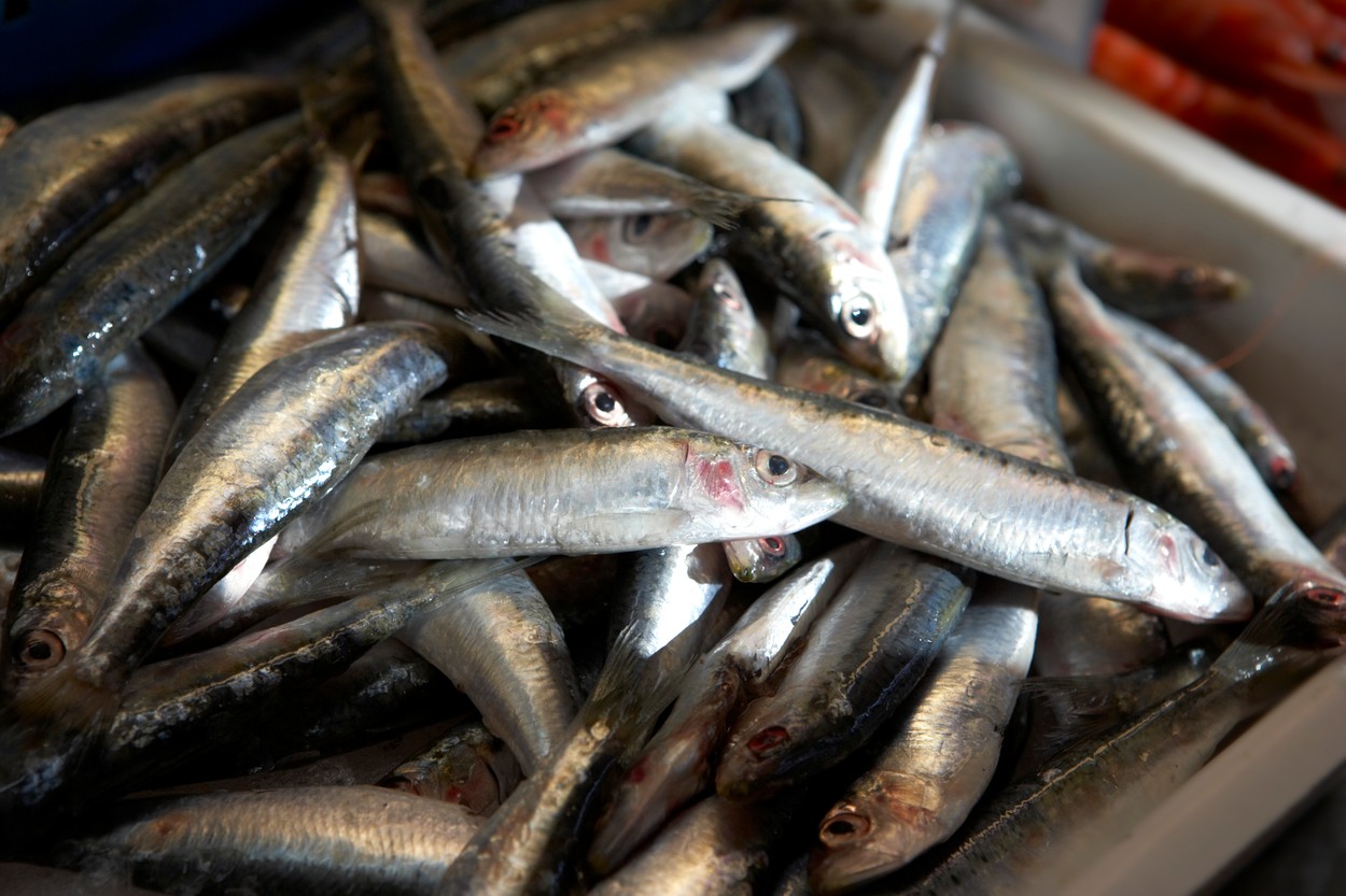Sardines
