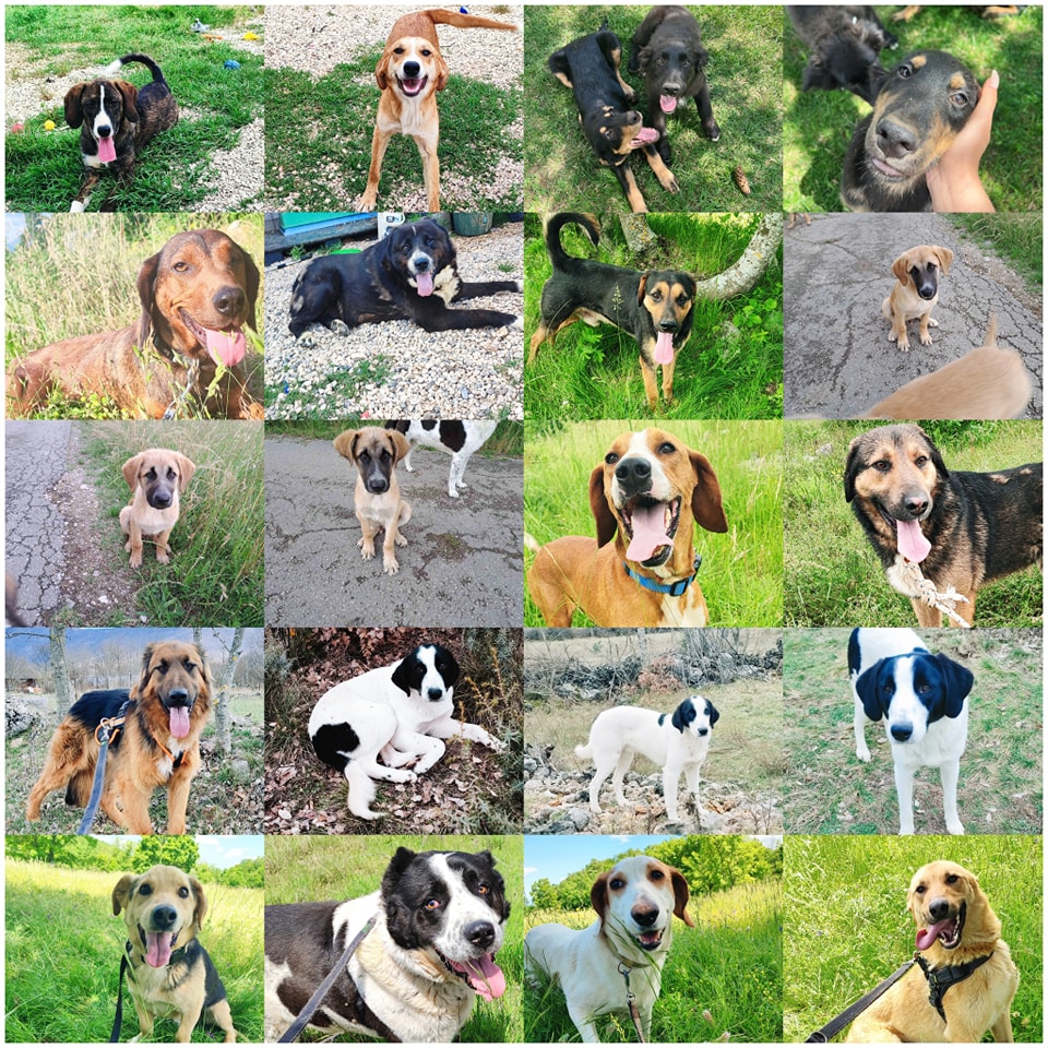 udruga berta knin, psi, pas, životinje