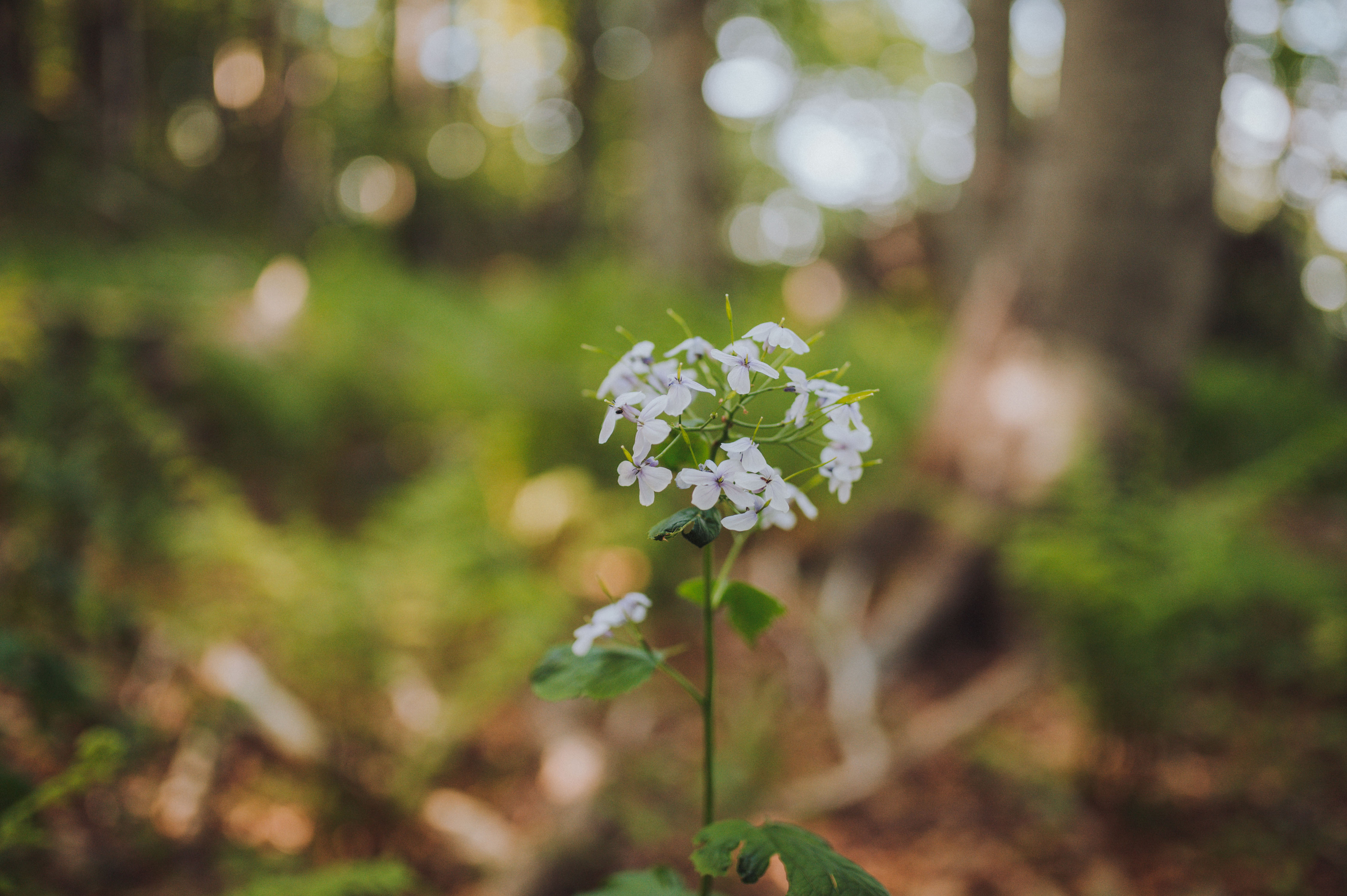 Bijele stijene, Mrkopalj, Mario Jurina (13)
