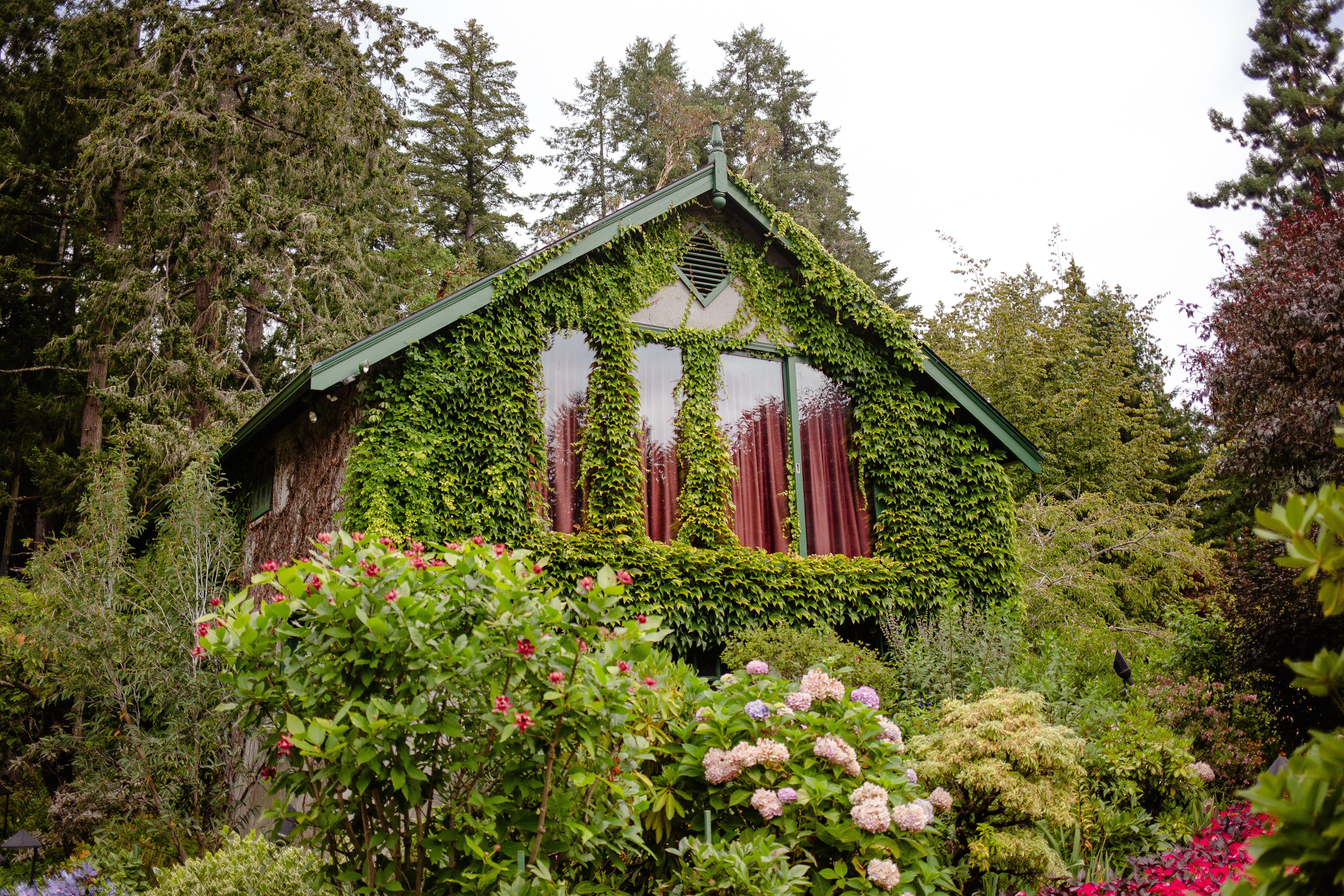 kuća, biljke, obrasla, bršljan