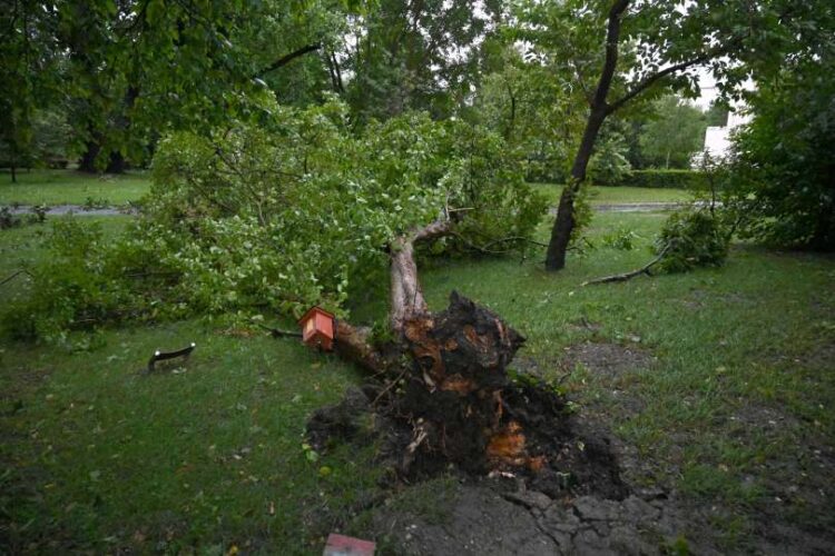  Jure Zauneker/Vestnik.si 