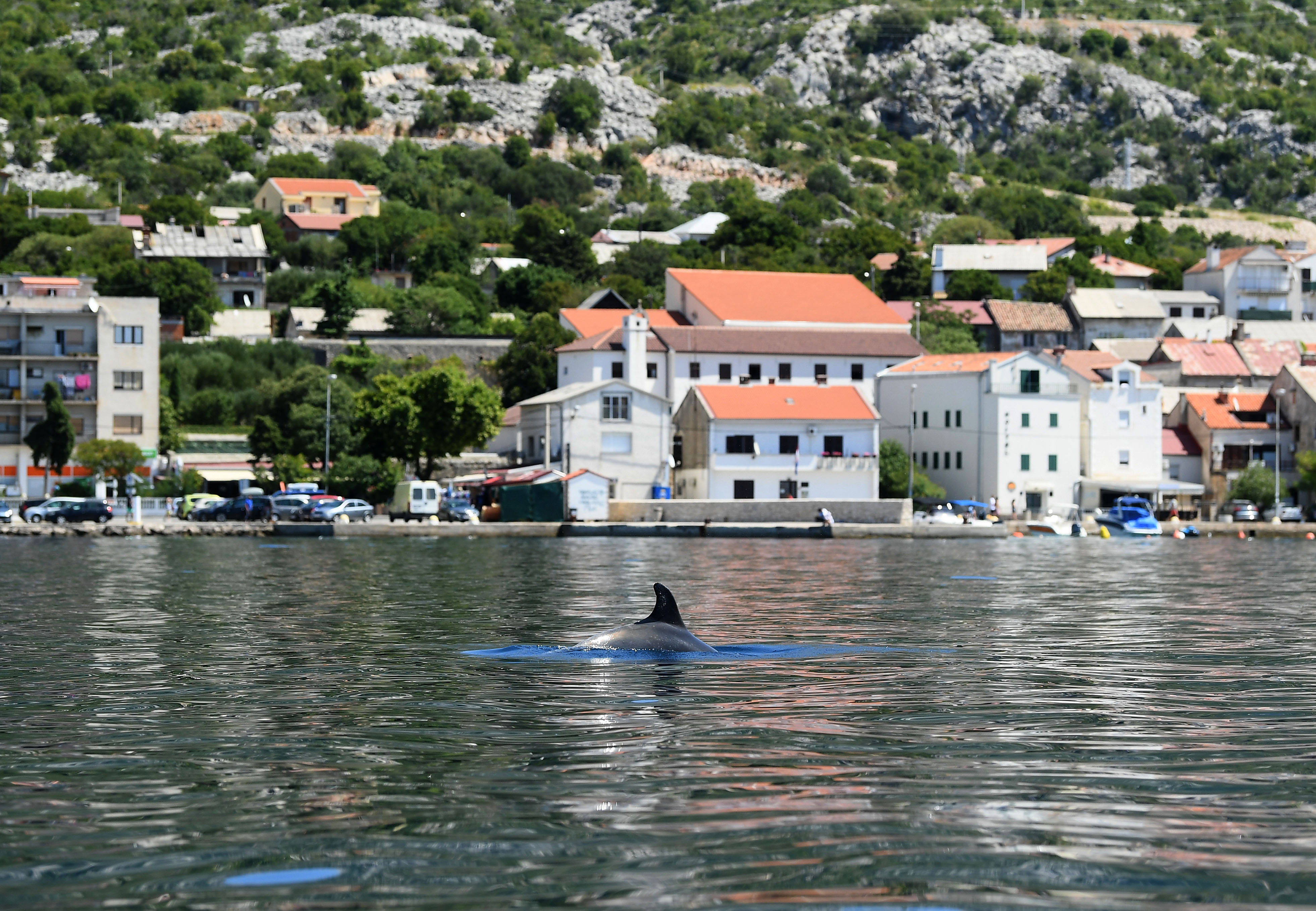 Karlobag: Igra majke i bebe dupina