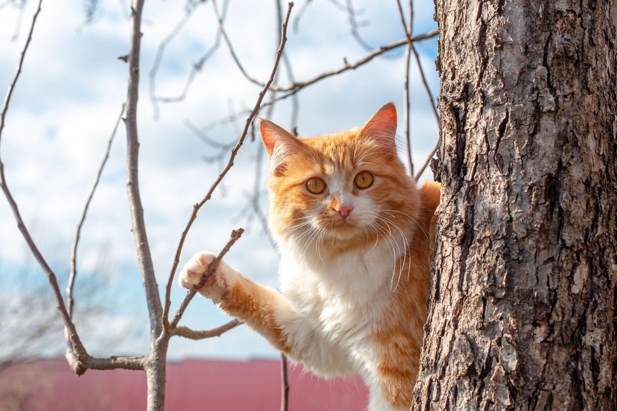 A beautiful ginger cat in a tree on a spring day. Pets on a walk.