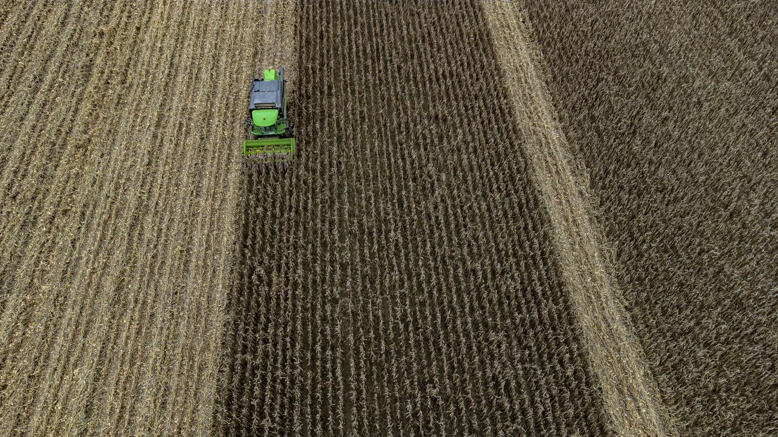 Vršidba kukuruza na poljima Slavonije