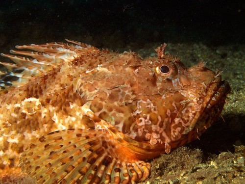 scorpaena scrofa on the bottom of the mediterranean