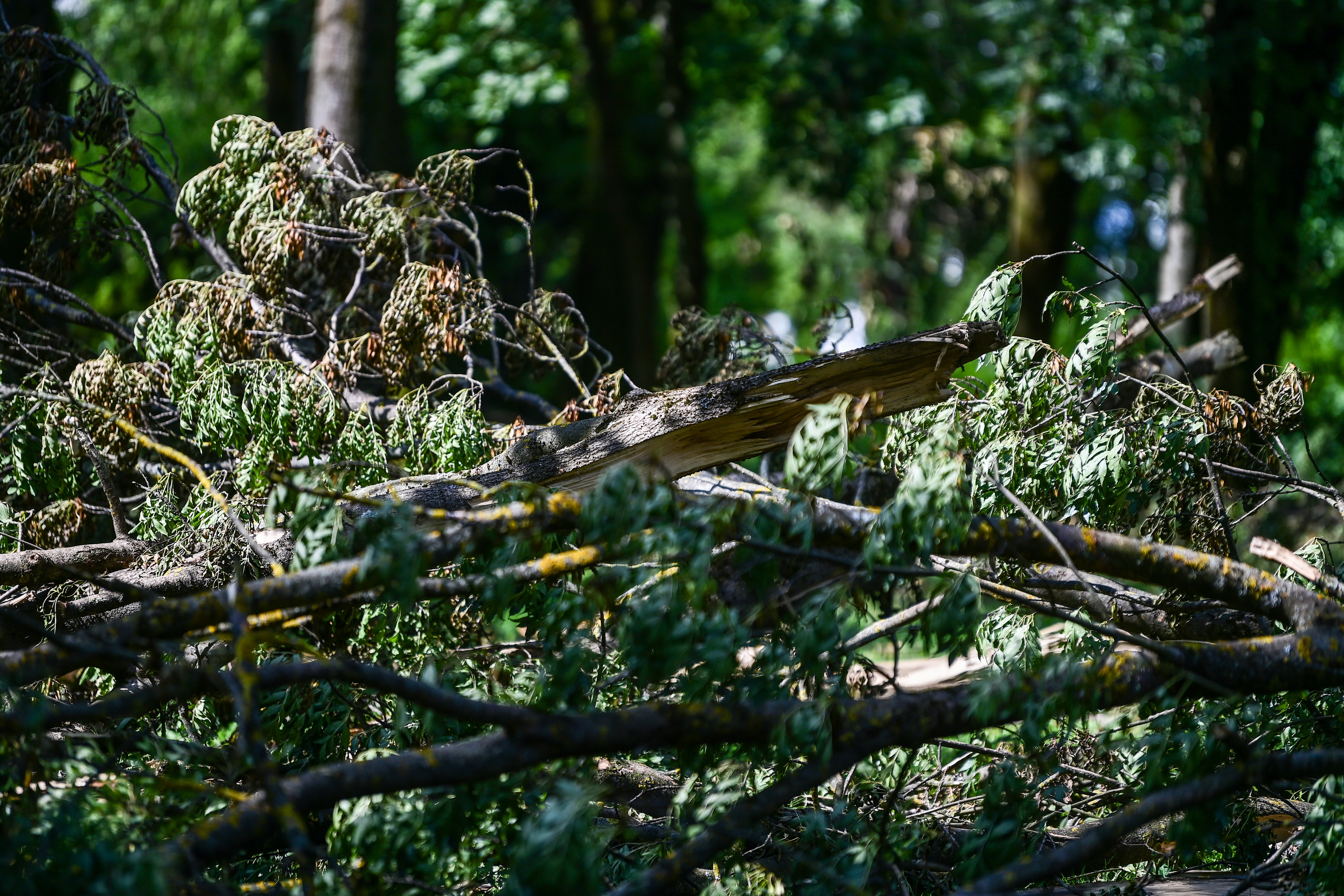 Olujno nevrijeme uništilo Park mladenaca u Zagrebu, srušena stabla još nisu uklonjena