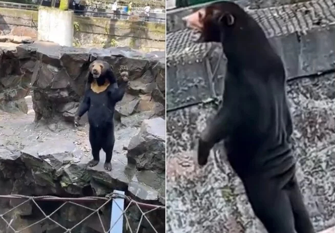 62601534-suncani-medvjed-u-zooloskom-vrtu