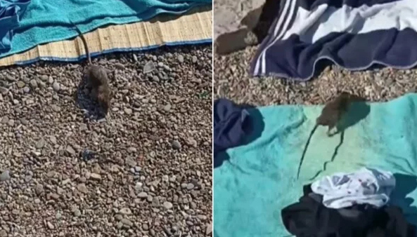 62601765-stakor-na-plazi