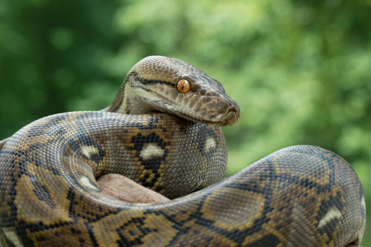 piton, zmija, gmaz, Reticulated,Python,Snake