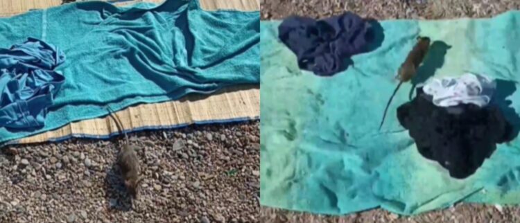 1690896589-BeFunky-collage-8-750x322