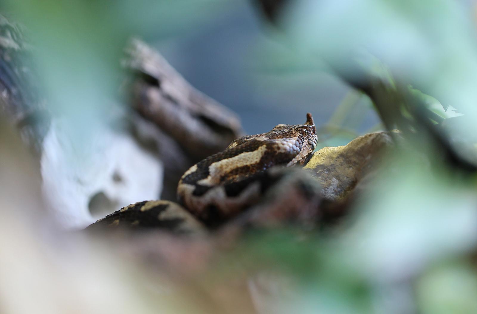 Zagreb: ivotinje u Zoolokom vrtu teko podnose vru?ine