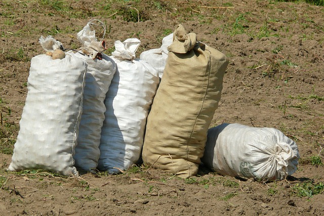 potato, krumpir, njiva, povrće, uzgoj, poljoprivreda