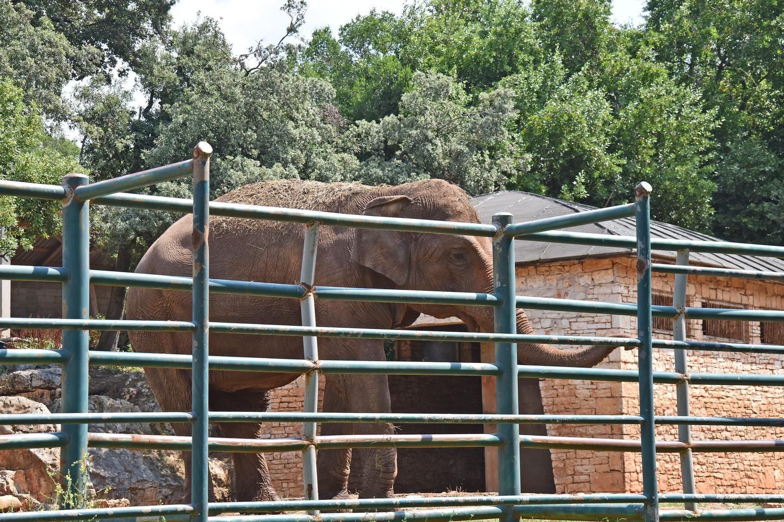 Dusko Marusic/PIXSELL