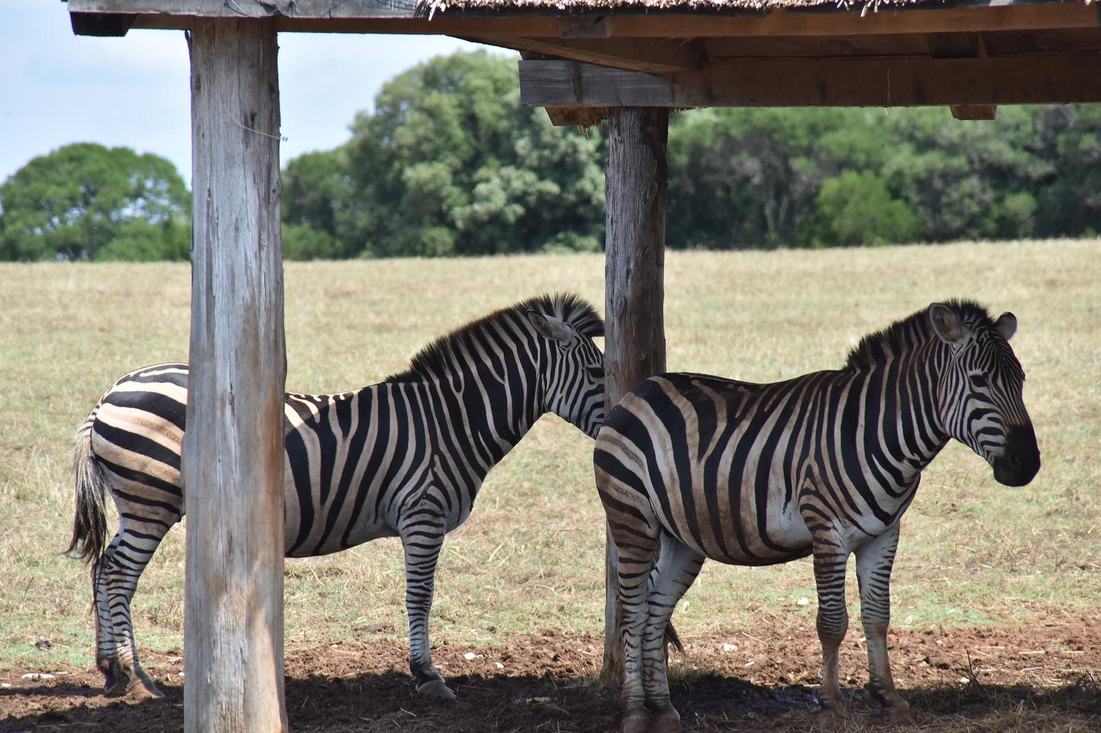 Dusko Marusic/PIXSELL