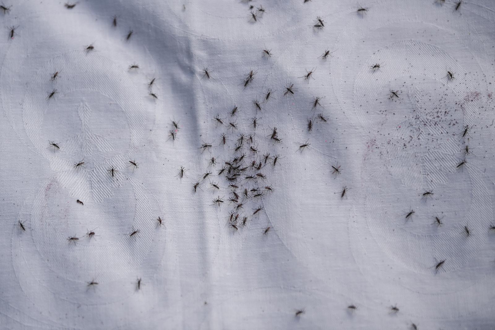 Zagreb: U Cvjetnom naselju ispušteno 50 tisuća sterilnih komaraca