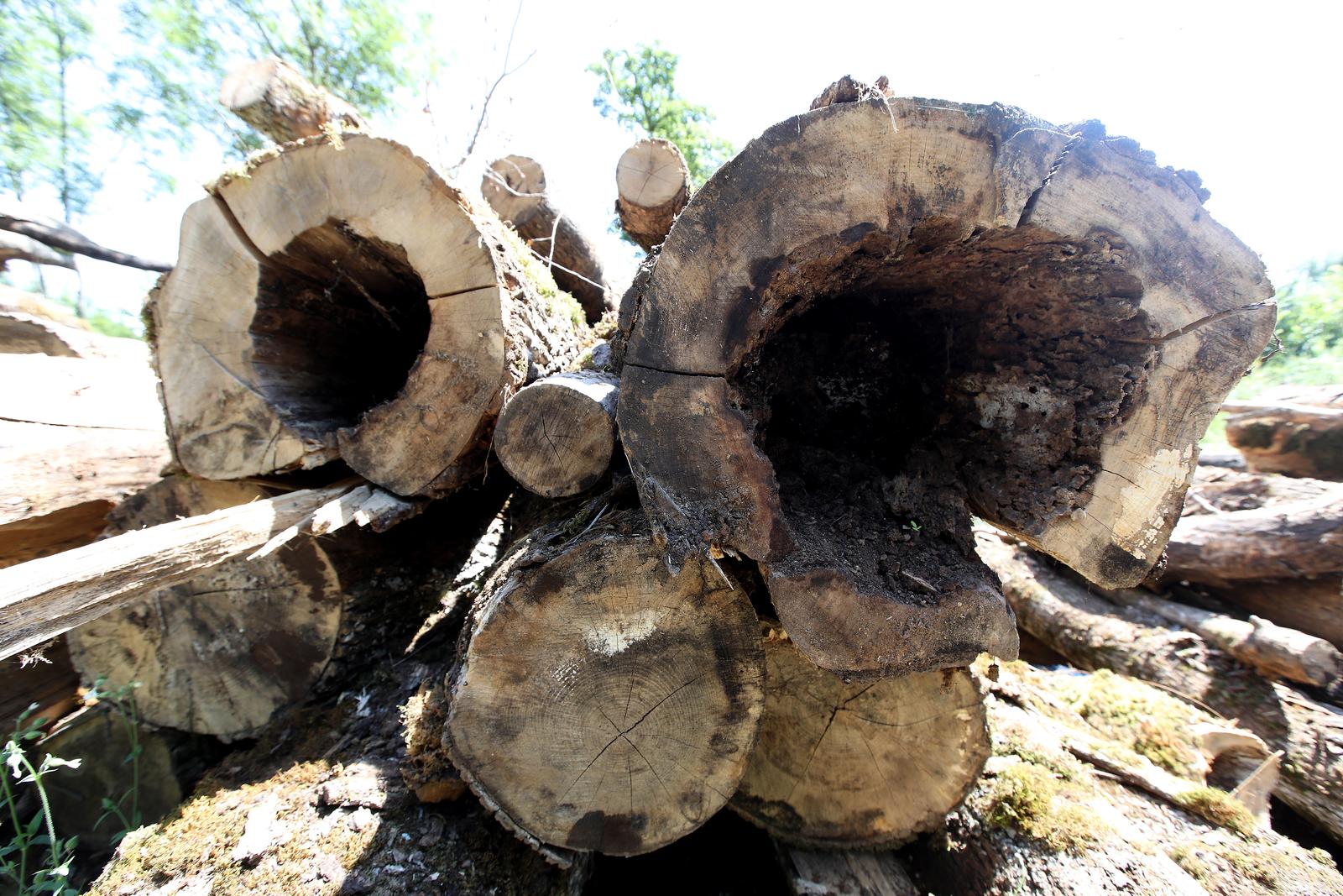 Šumarija Jastrebarsko u sječi bolesnih stabala