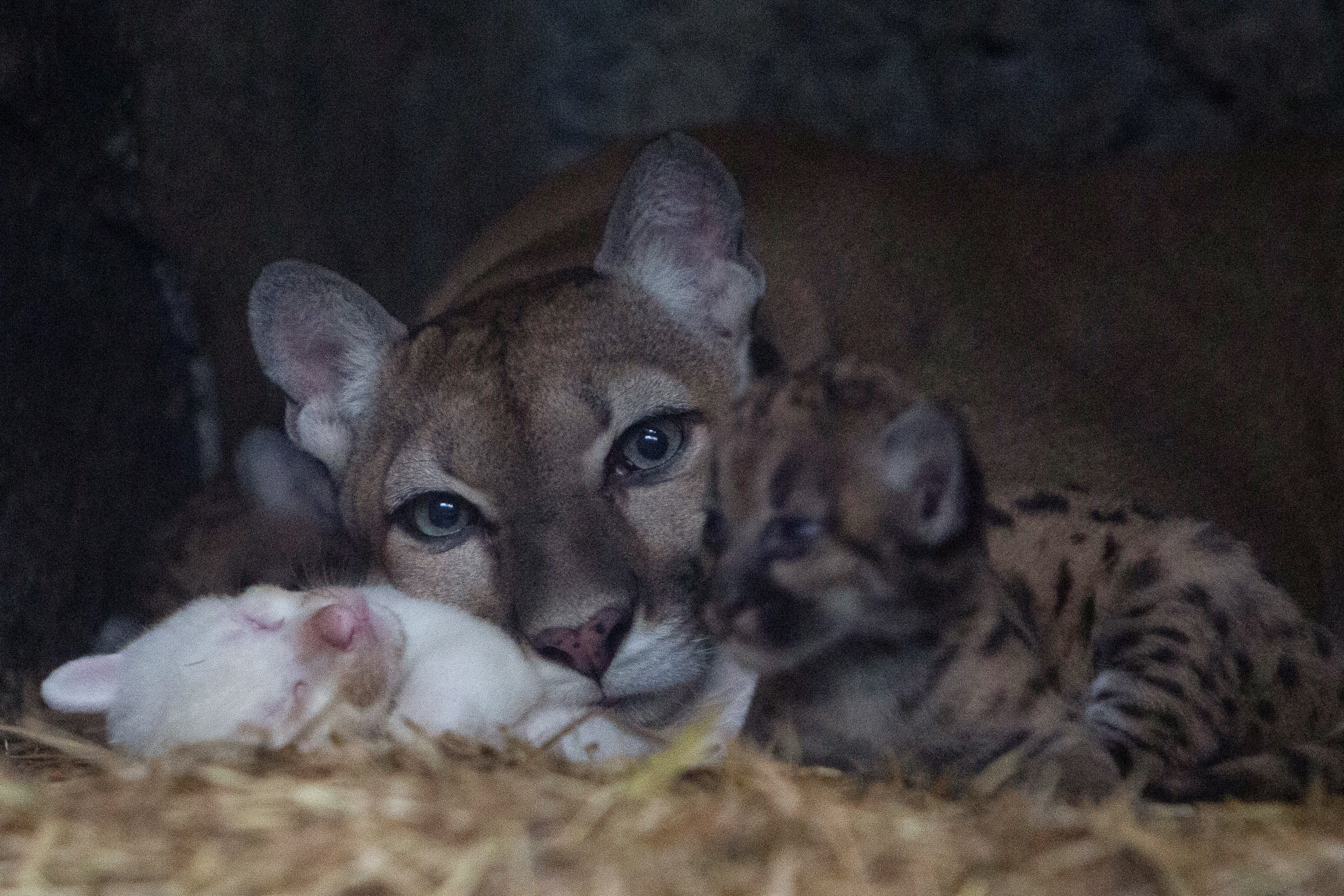 Albino puma cub born at Thomas Belt zoo, in Juigalpa