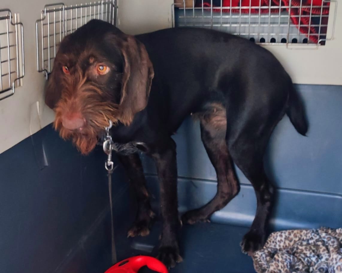 pas, Lanište, pas u autu, Azil Dumovec