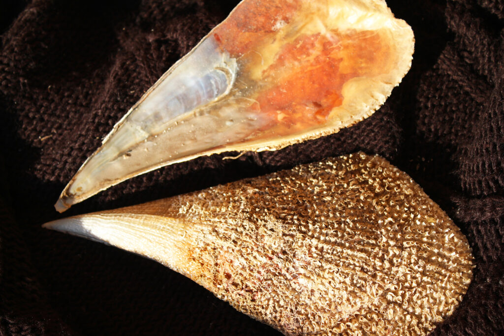 plemenita periska, Pinna,Nobilis,,Noble,Pen,Shells,Dry,Sceleton,On,Wooden,Background