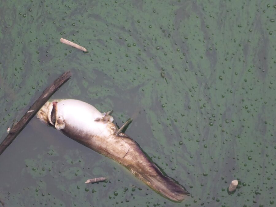 Slovenija jezero, cijanobakterije