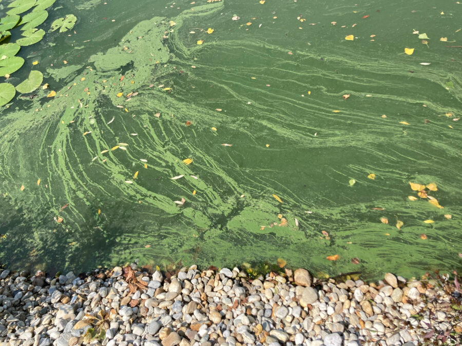 Slovenija jezero, cijanobakterije