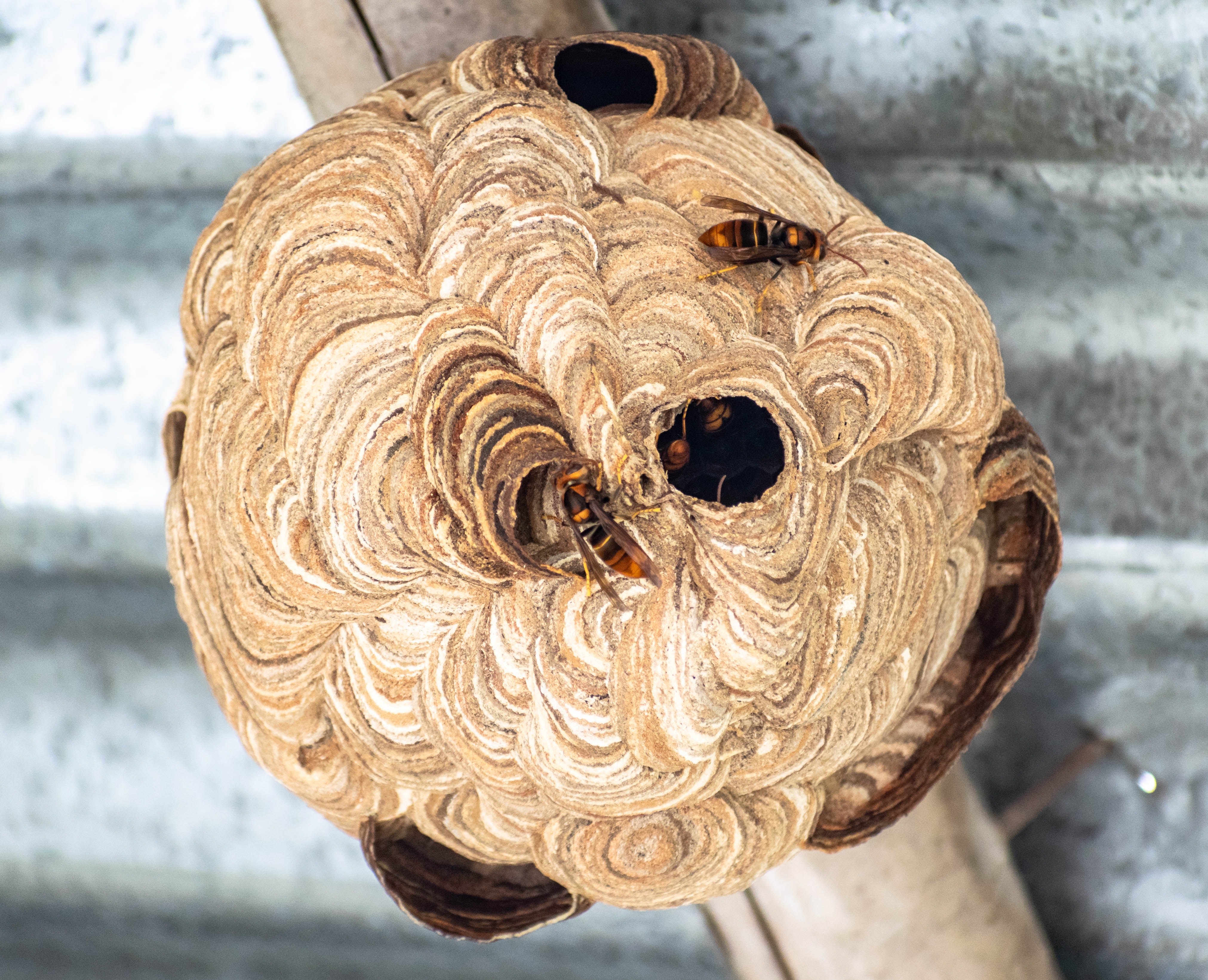 stršljeni, gnijezdo