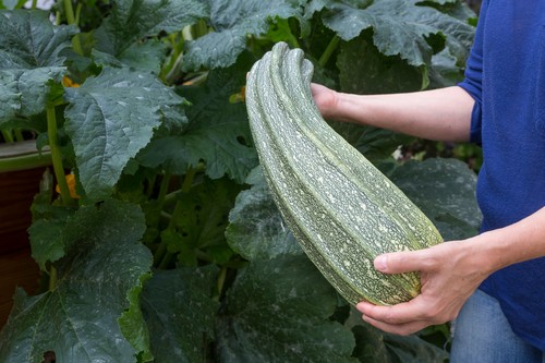 giant zucchini in front of zucchini plant