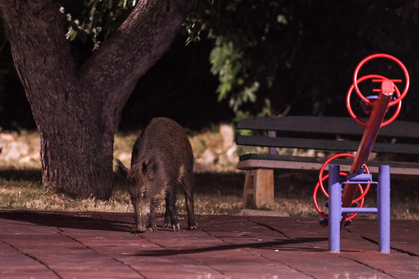 Divlje svinje s malim praščićima često navrate u park u Premanturi