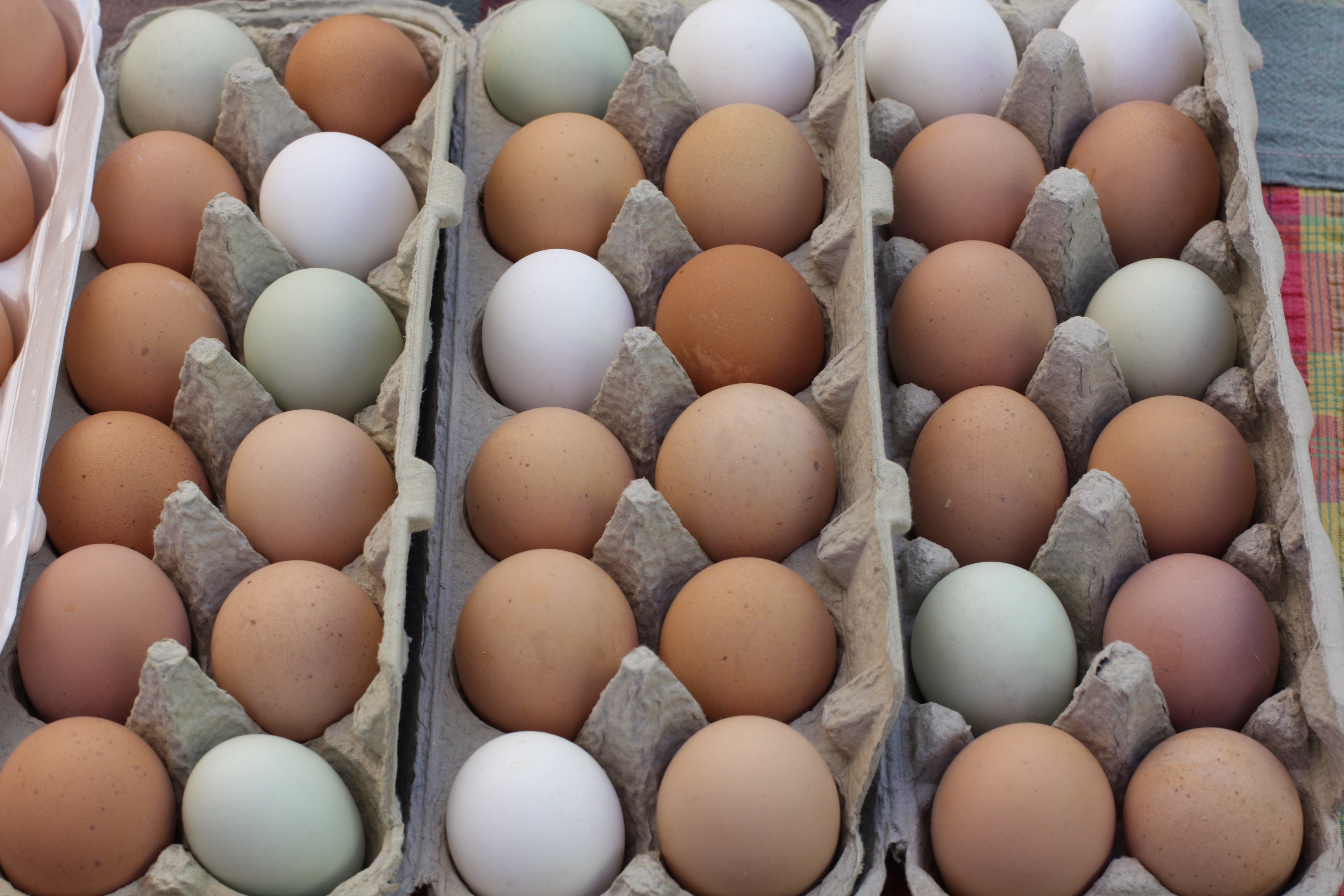 jaja, školjka jaja, čuvanje jaja, jaje