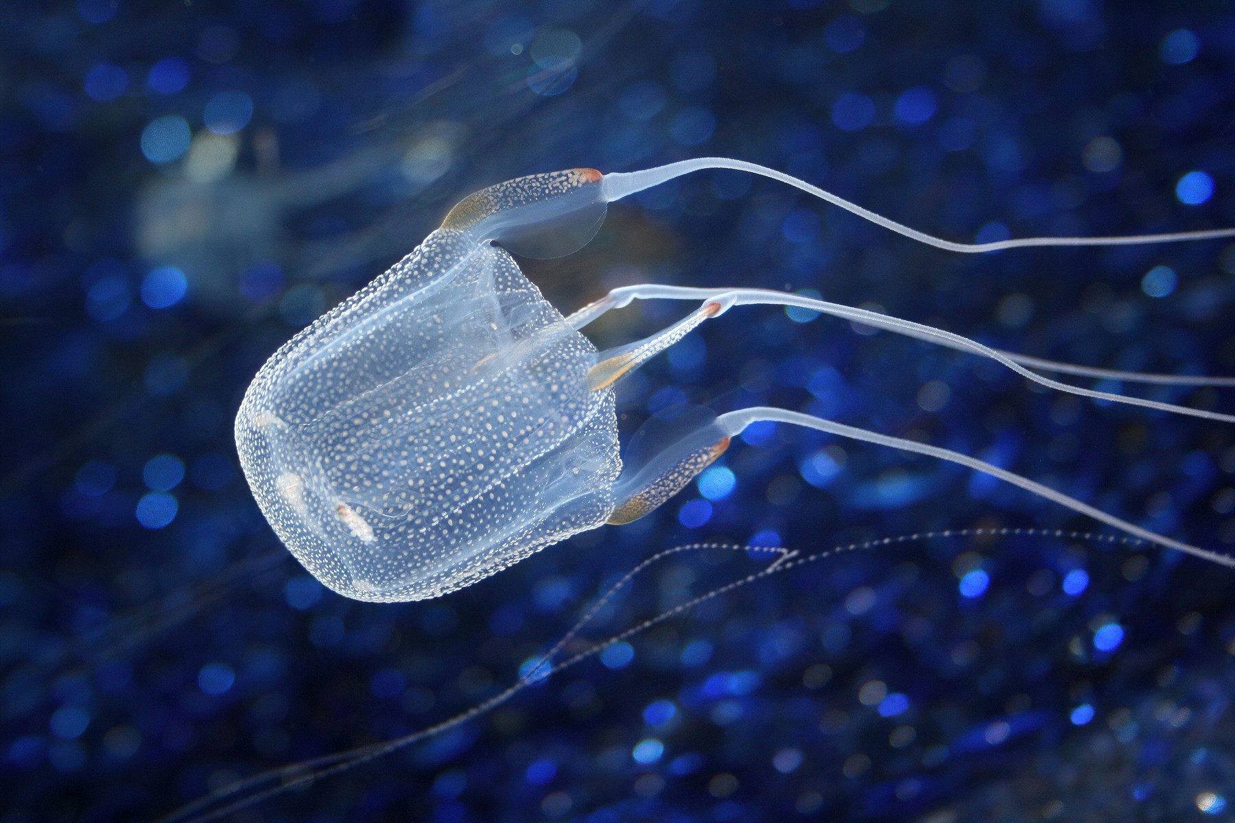 Box Jellyfish Carybdea alata