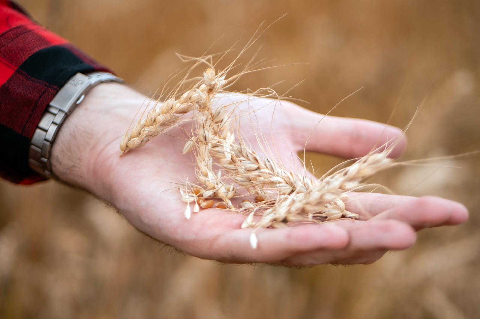 Žetva pšenice u Murskoj Soboti