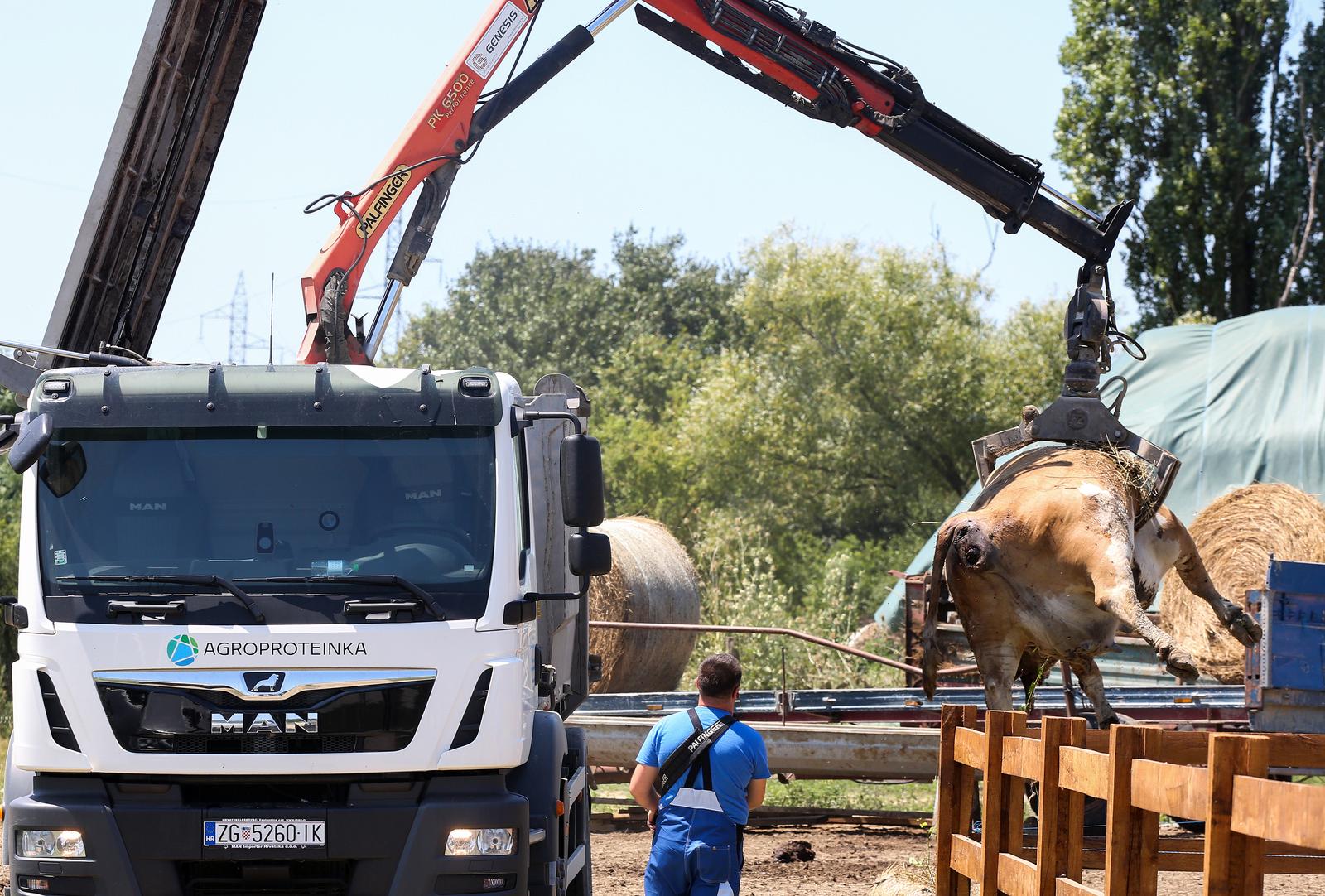Osekovo: Krave na OPG-u Zdravka Kabića ugibaju od antraksa