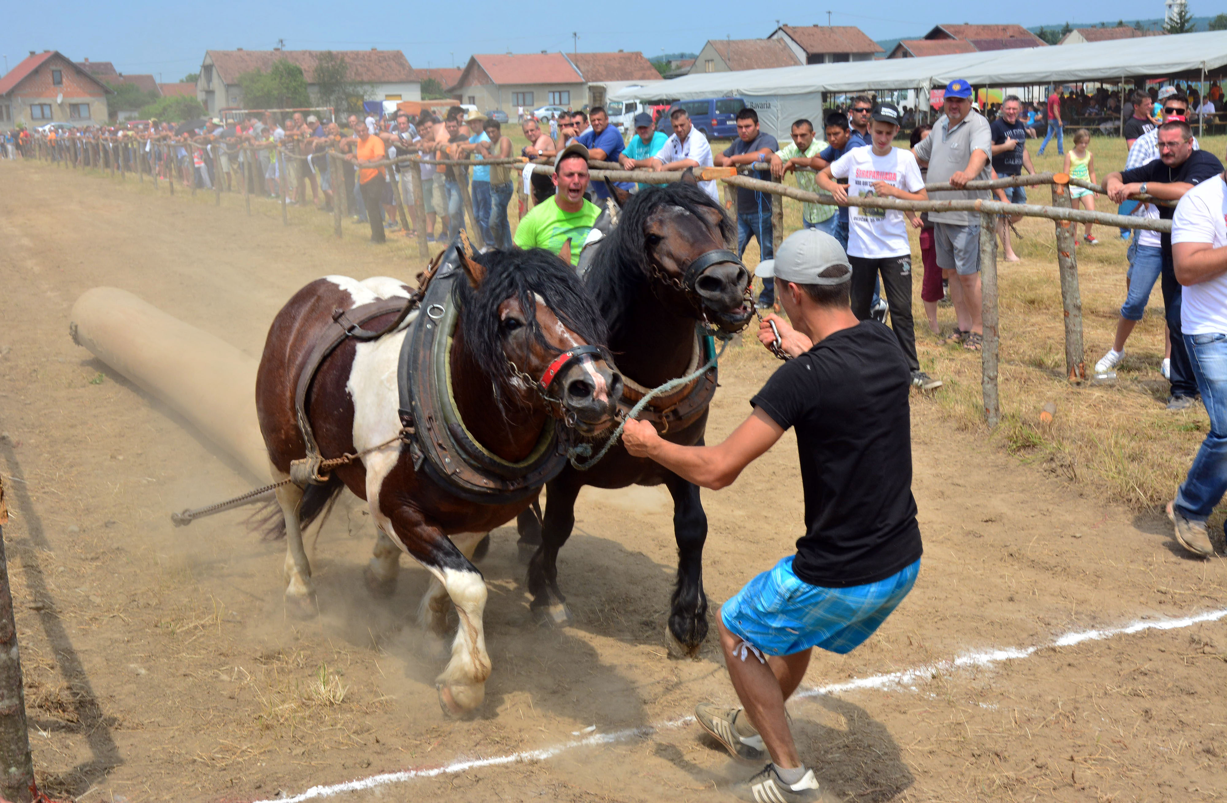 Oku?ani: Odrana traparijada 2017., natjecanje konja u vu?i tekih trupaca