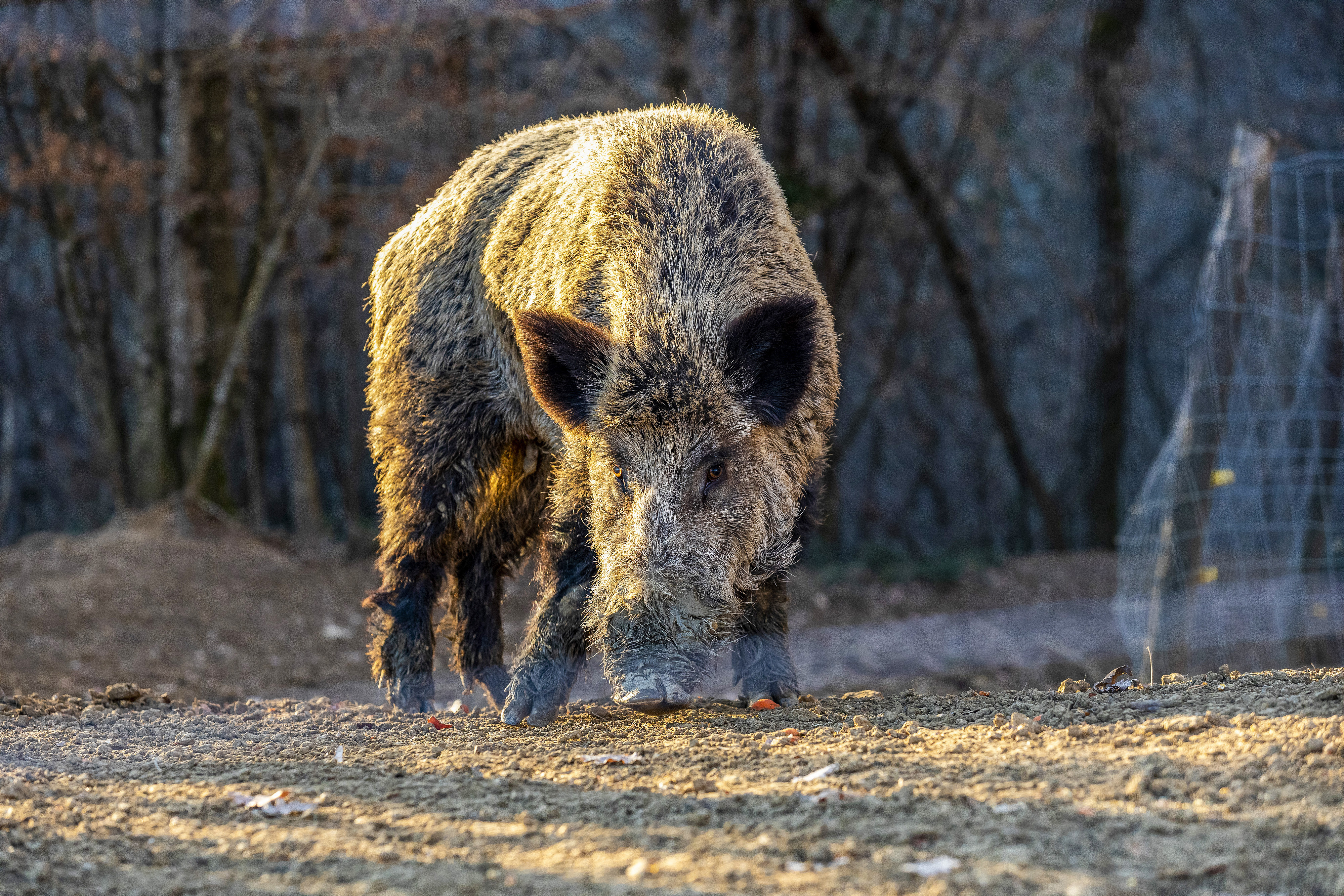 Buzet: Divlje svinje u potrazi za hranom