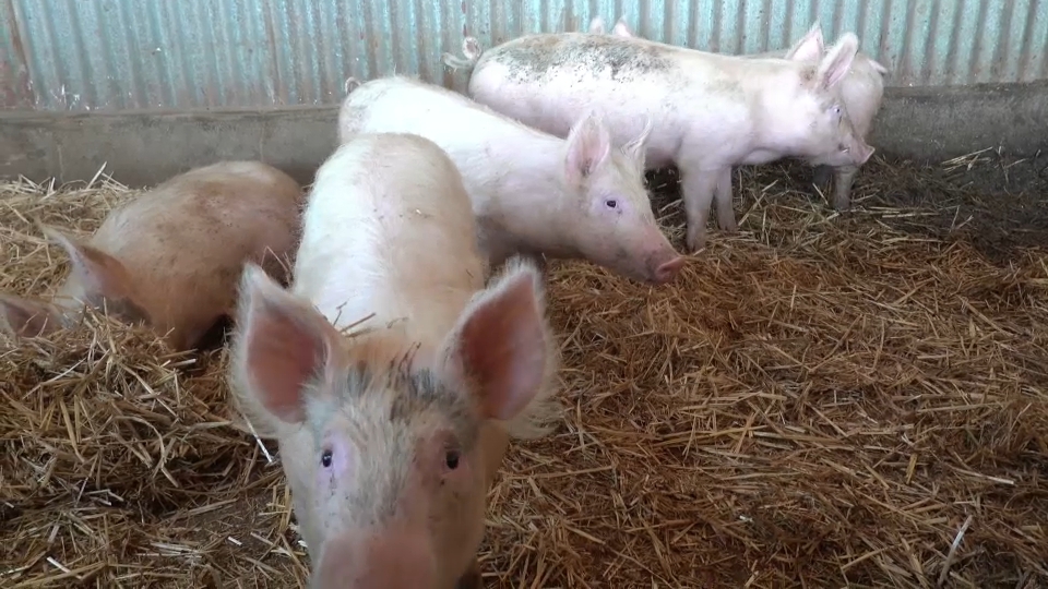 svinje, afrička svinjska kuga