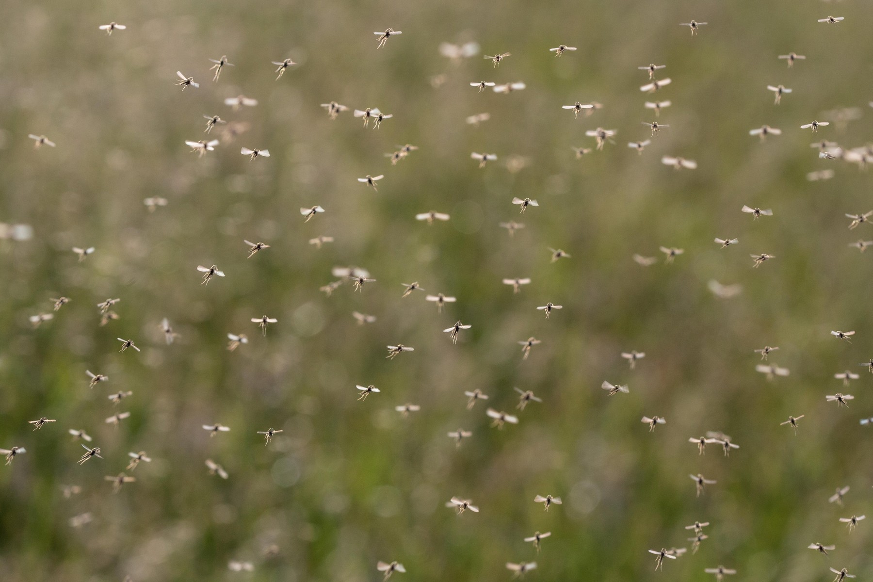 A swarm of flying mosquitoes