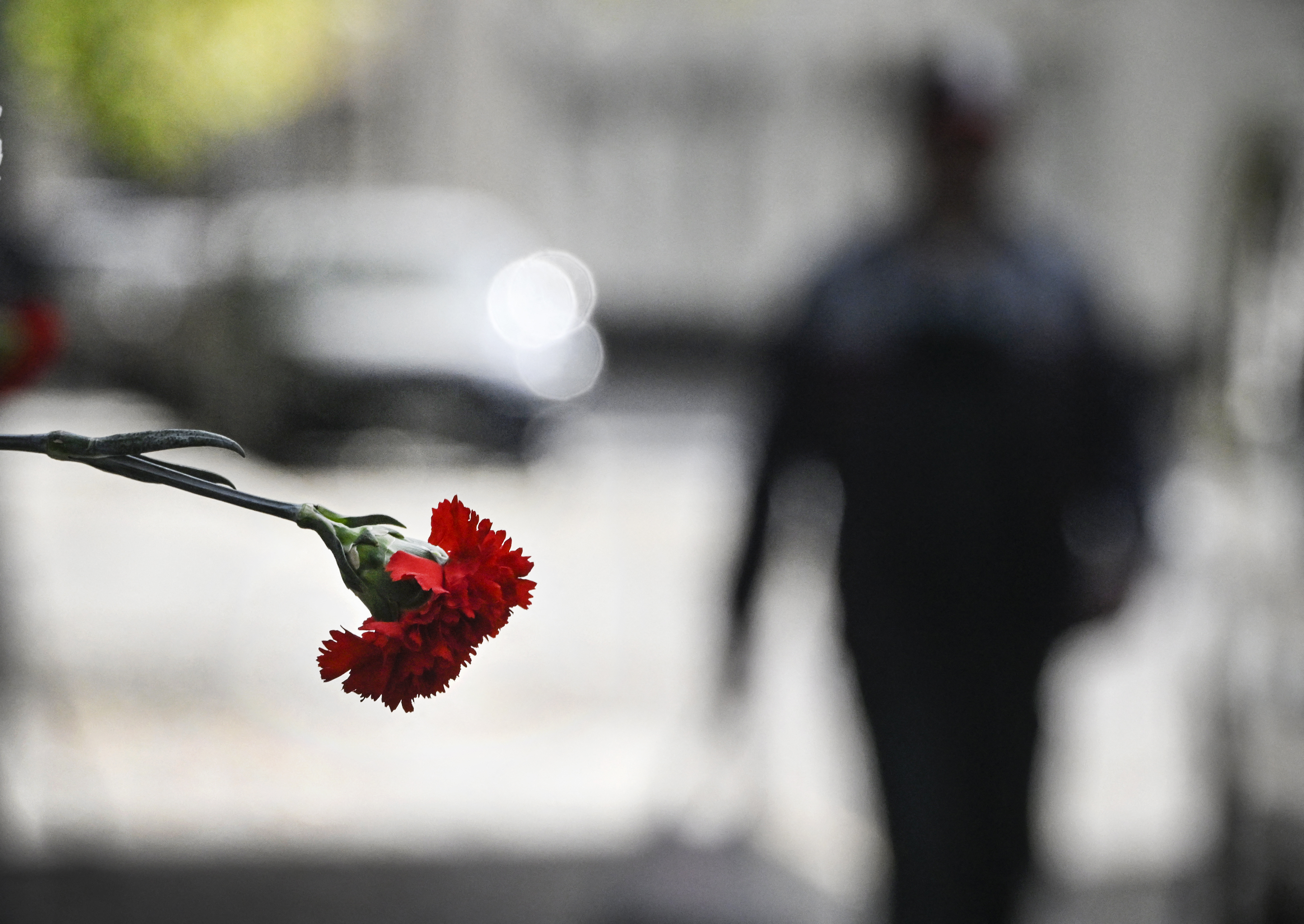 karanfil, tuga, žalost, smrt,