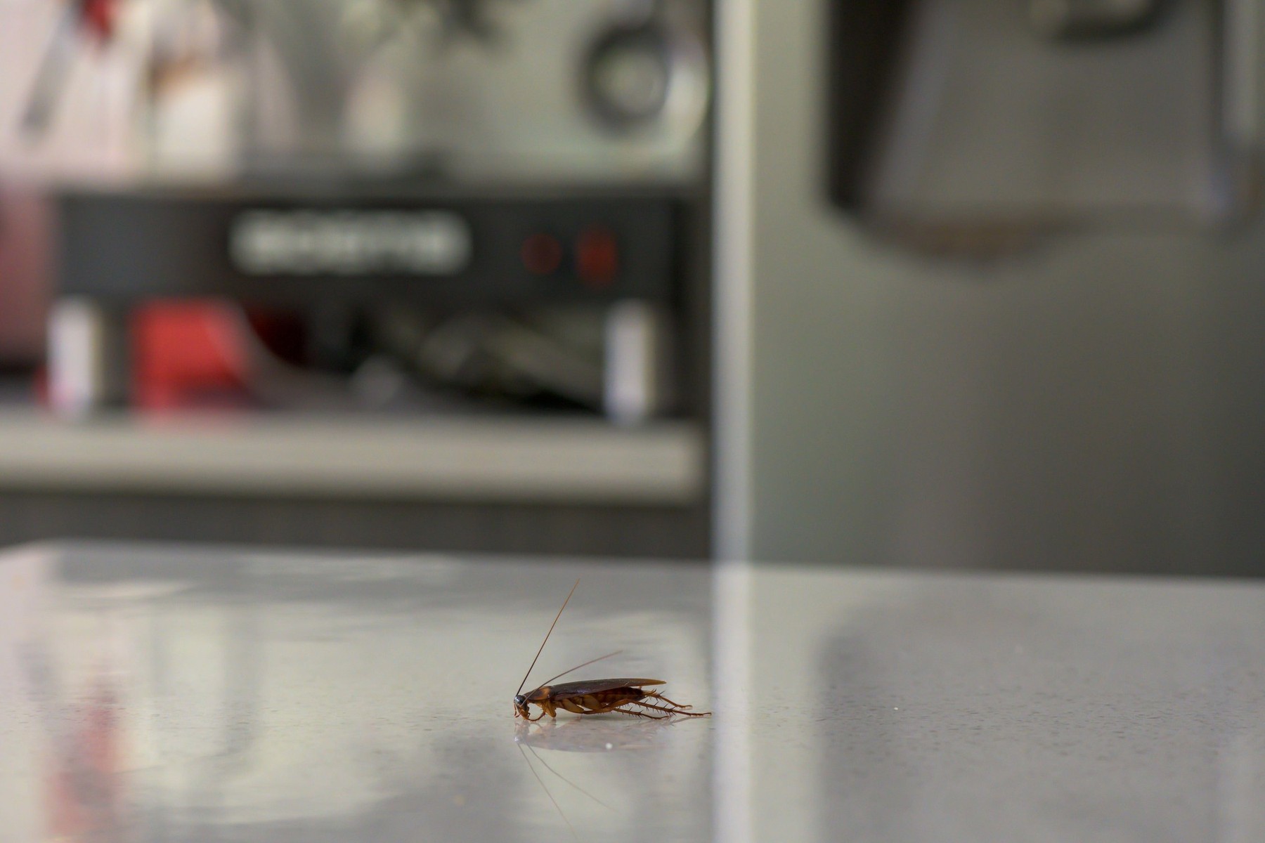 Cockroach In A Kitchen, Home In Need Of Pest Control