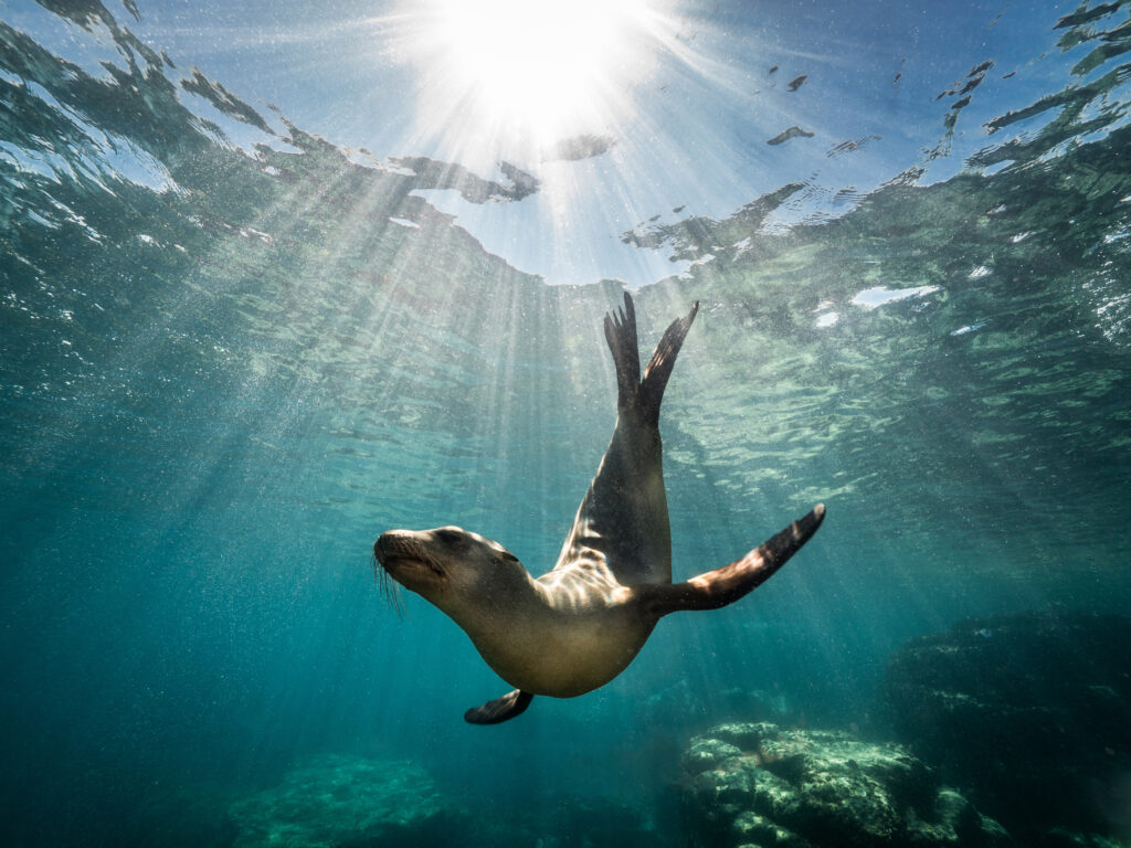 sredozemna medvjedica, A,Beautiful,Shot,Of,A,California,Sea,Lion,Seal,Enjoying
