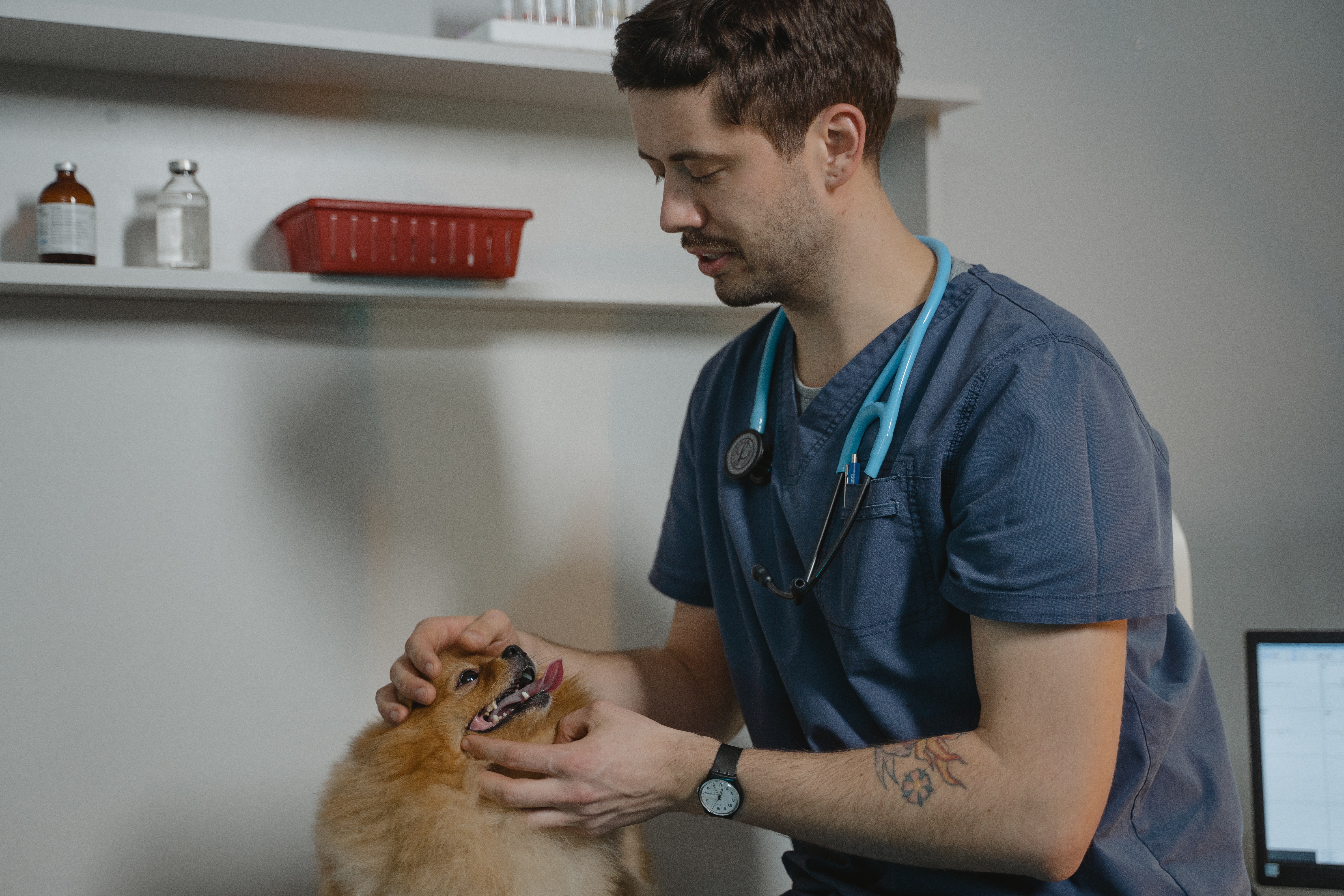veterinar