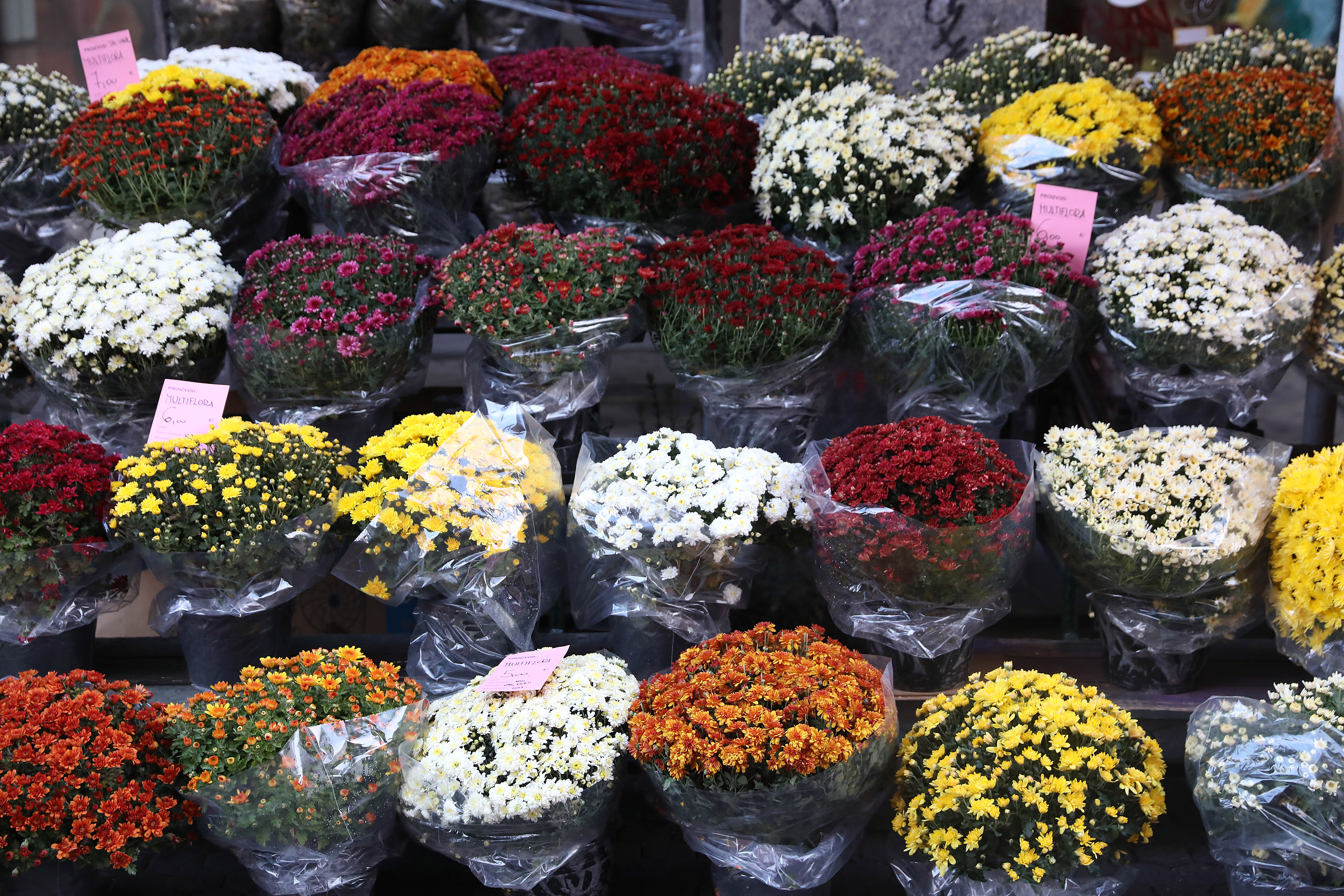 Zagreb: Na Splavnici se cijene krizantema kreću od 5 do 7 eura