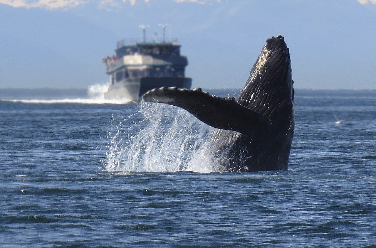 humpback-1132769_1280