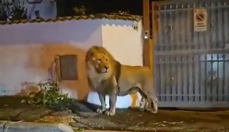 1699774631-lav-italija-750x432