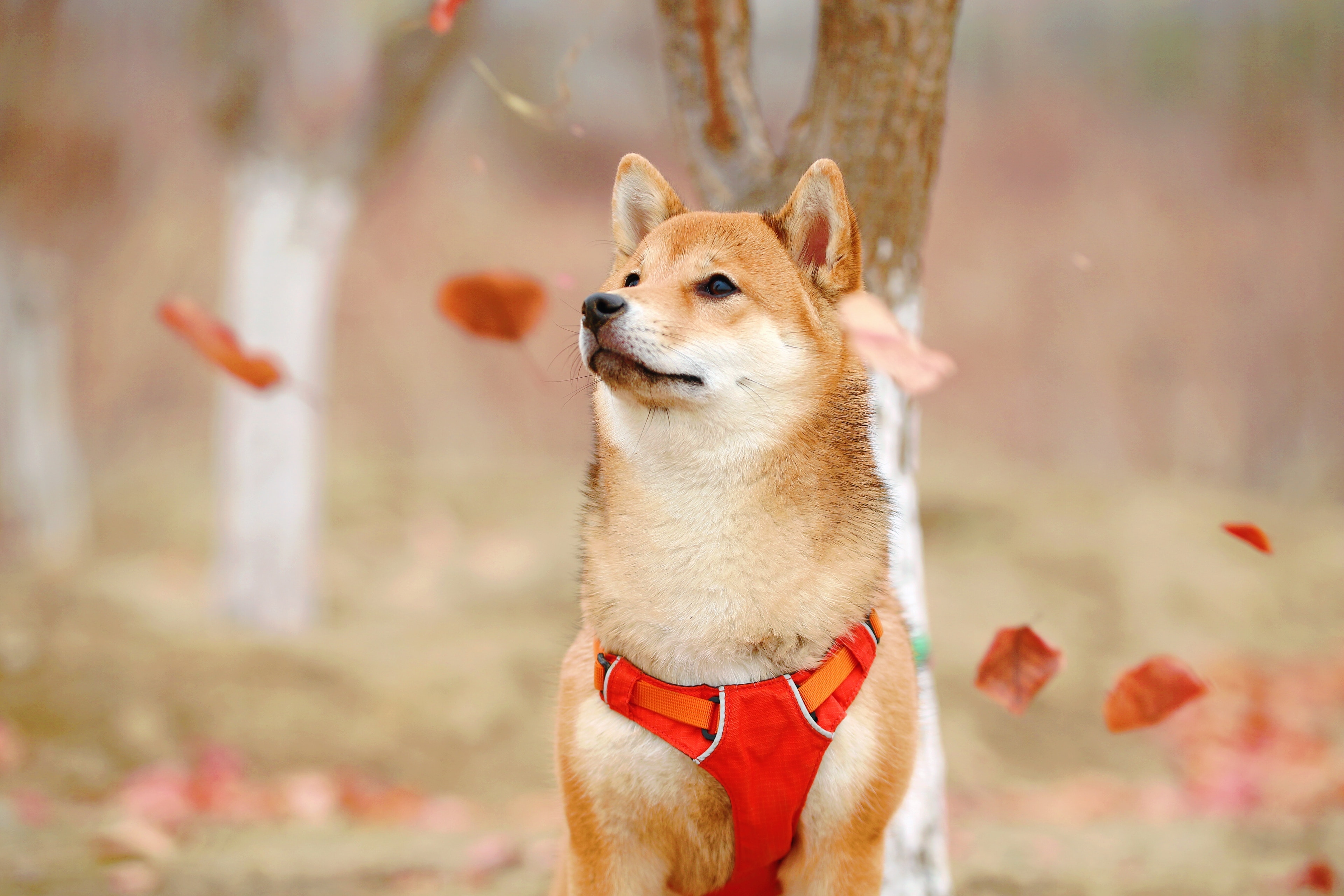Shiba Innu, pas