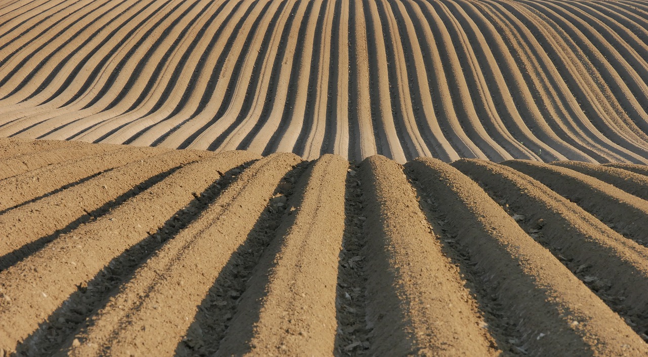 polje, njiva, poljoprivreda