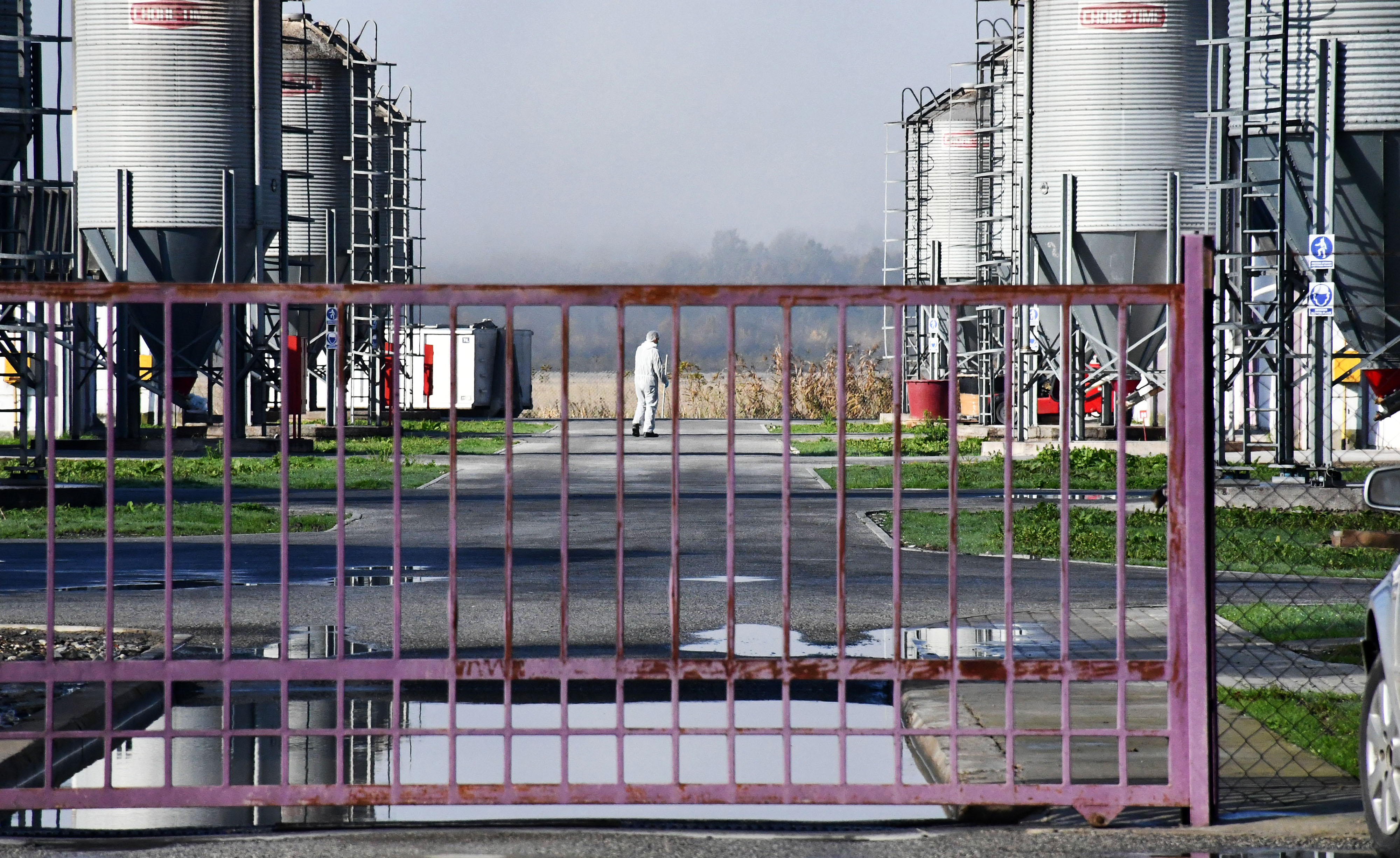 Slavonski Kobaš: Vindonova farma purana na kojoj je otkrivena ptičja gripa